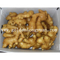 Golden Supplier Fresh Ginger (150g and up)